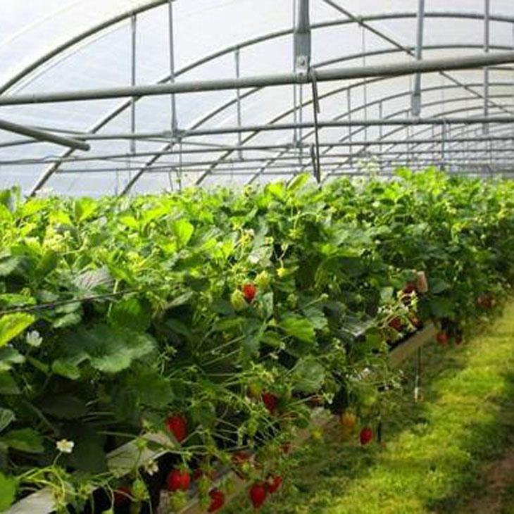 草莓種植棚 草莓種植棚