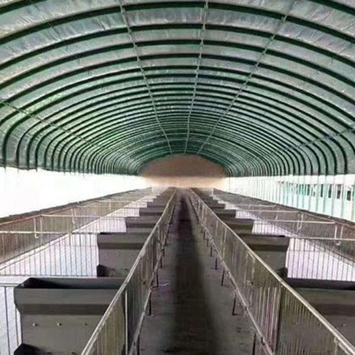 大棚養豬 大棚養豬