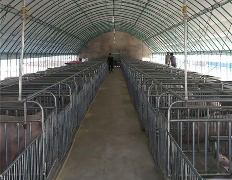 大棚養豬的方法