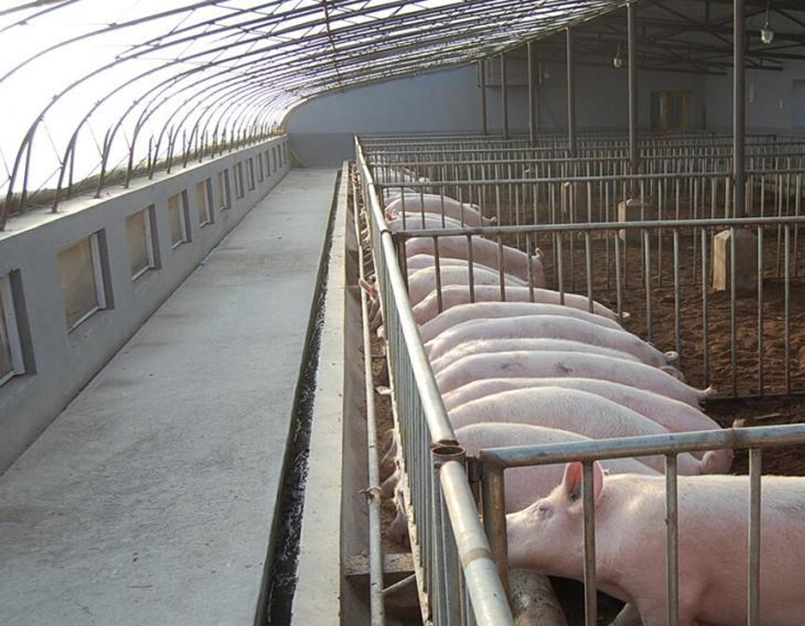 豬舍大棚.jpg 豬舍大棚.jpg