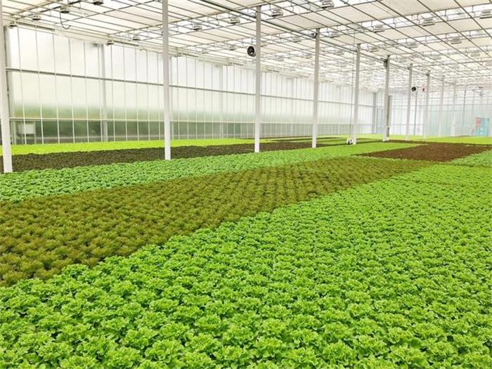 種植陽光棚的經濟性如何有何優勢.jpg 種植陽光棚的經濟性如何有何優勢.jpg