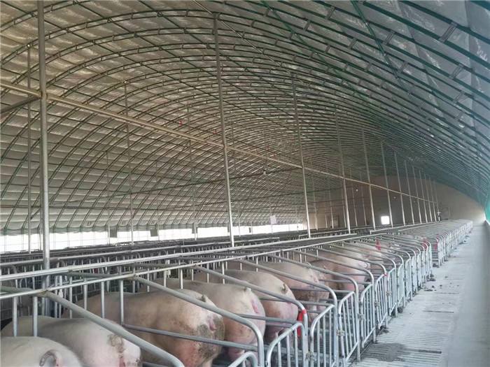 使用溫室大棚養豬時需要注意什么.jpg 使用溫室大棚養豬時需要注意什么.jpg